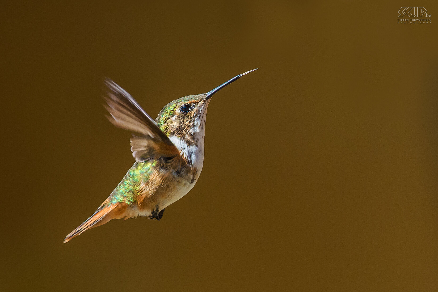 San Gerardo de Dota - Fonkelende kolibrie De fonkelende kolibrie (scintillant hummingbird, selasphorus Scintilla) is een van de kleinste kolibries (6-8cm) die alleen voorkomt in de bergen van Costa Rica. Kolibries hebben een zeer hoog metabolisme en ze drinken nectar uit verschillende kleine bloemen. Ze zweven in de lucht en kunnen hun vleugels ontzettend snel bewegen, meestal rond de 50 keer per seconde, maar soms tot wel 200 keer per seconde. Ze hebben lange en smalle snavels  en drinken met hun tong.<br />
<br />
 Stefan Cruysberghs